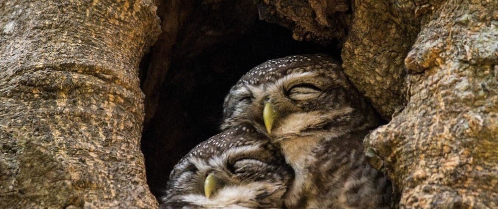 The Night owls guide to 6am